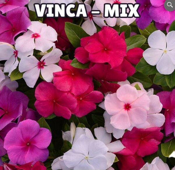 Vinca Mix Seeds سدا بہار