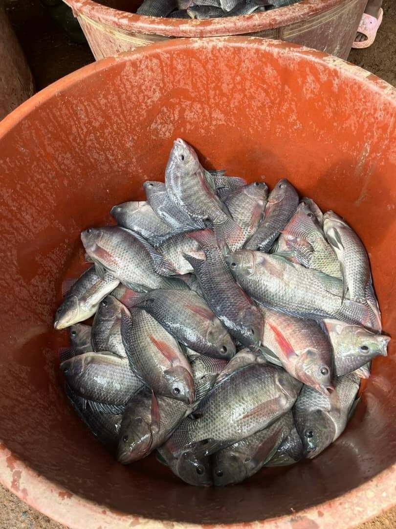 Poisson Tilapia Local