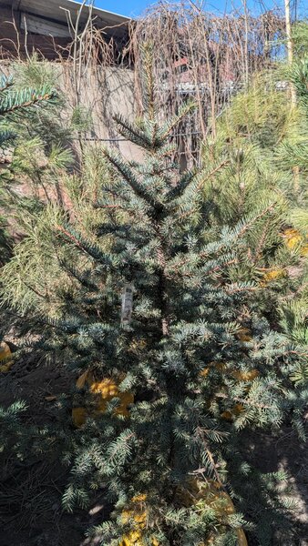 Ель Голубая колючая