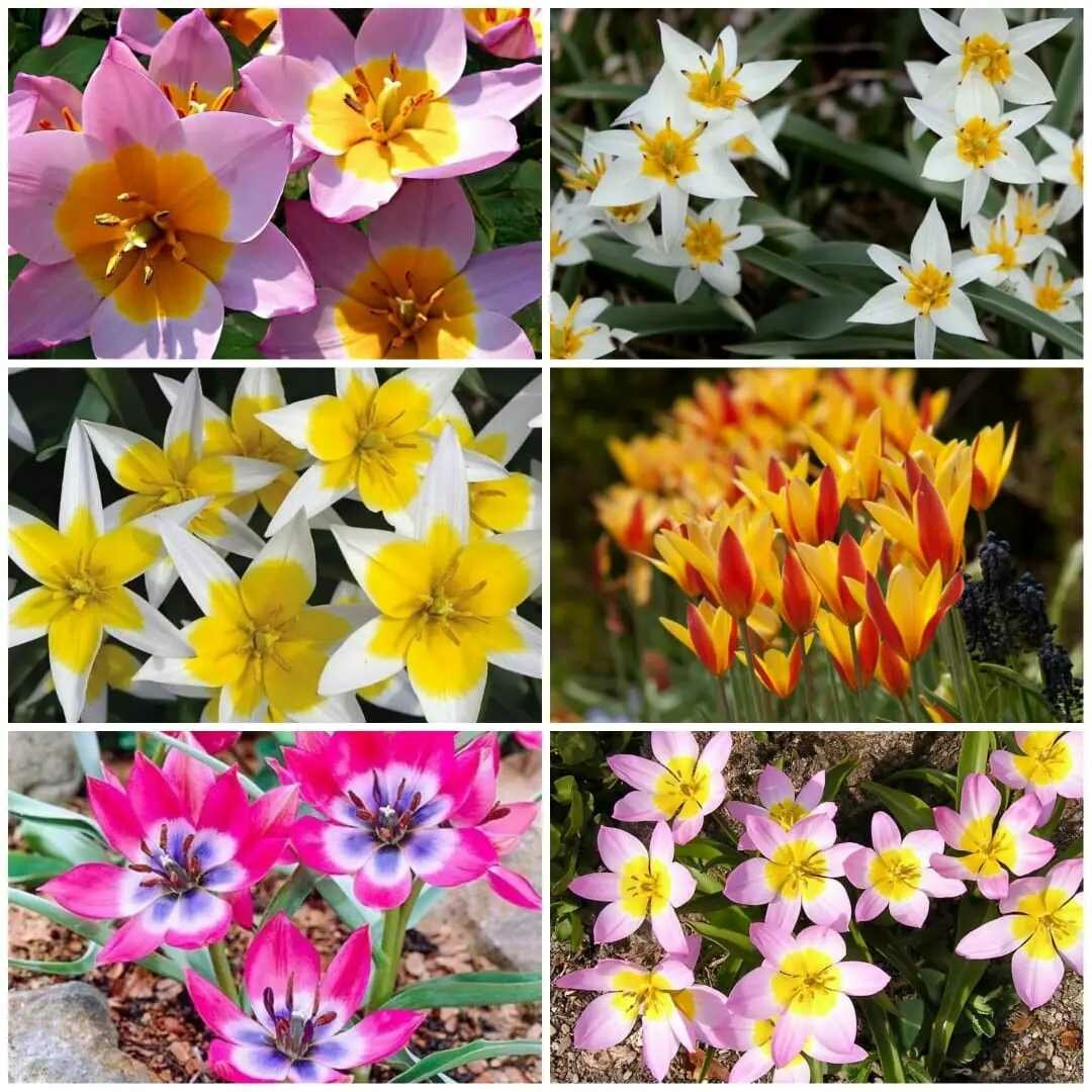 Карликовые тюльпаны