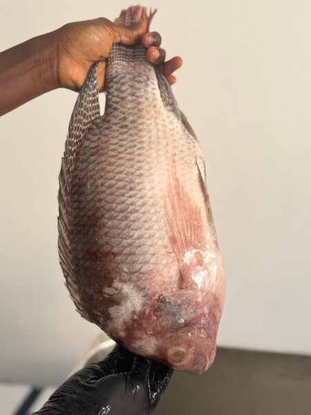 Tilapia fraîche 500 à 800+