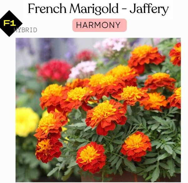 French Marigolds – Jaffery HARMONY (Winter)