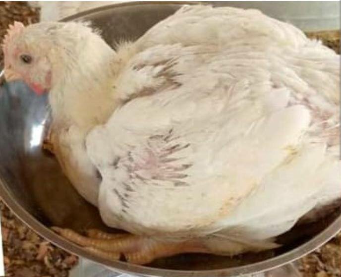 MS Poulet frais de qualité