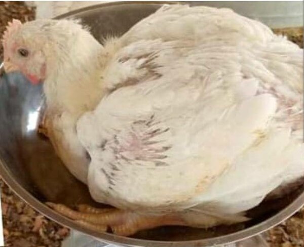 MS Poulet frais de qualité