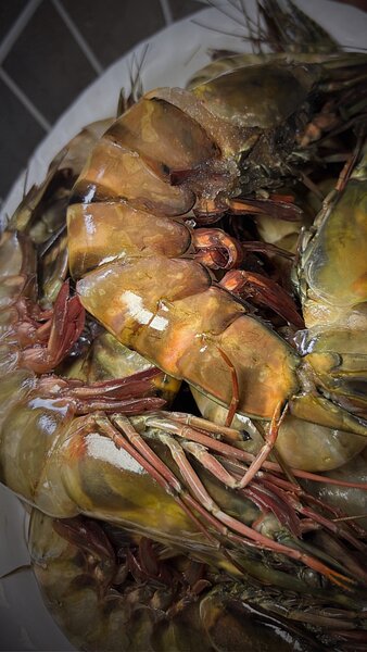 Gambas tigré bien frais