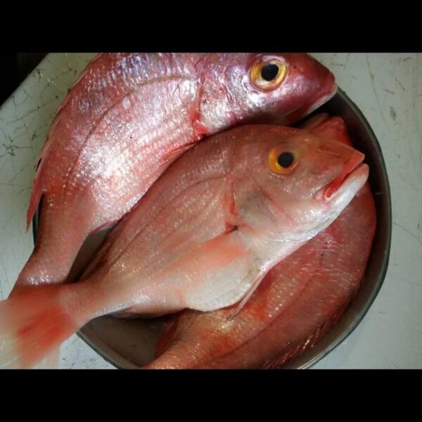 Red fish