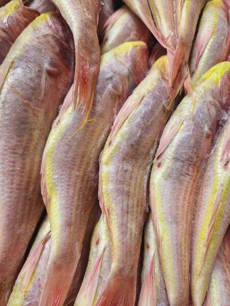 Poissons frais pour le marché