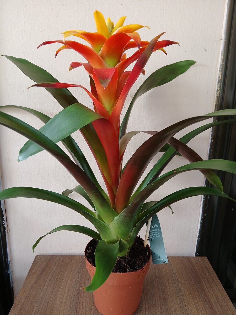 Bromeliad
