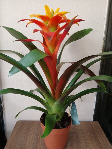 Bromeliad