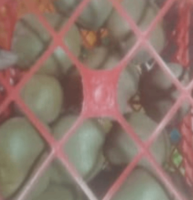 Kiwi fruit 1kg