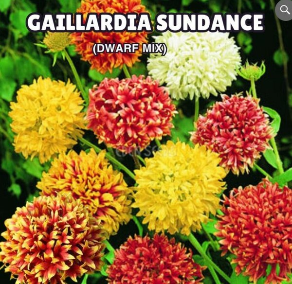 Gaillardia Sundance Seeds (Dwarf Mix) – Blanket Flower