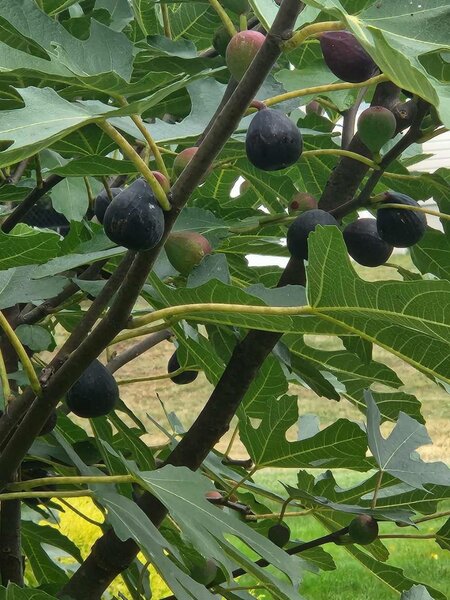 Fig tree