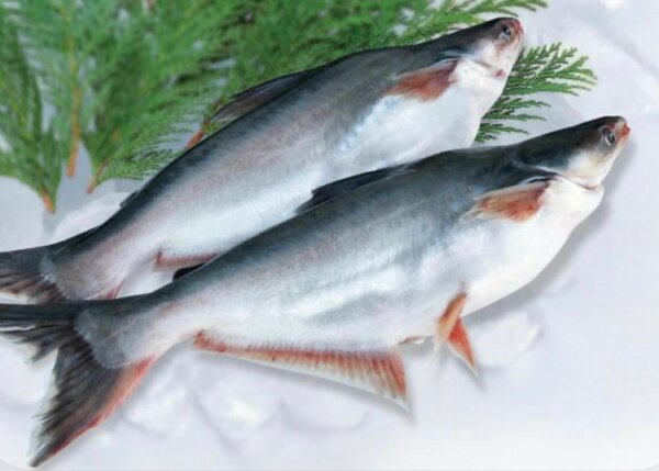 Machoiron Piqué Panga 10kg