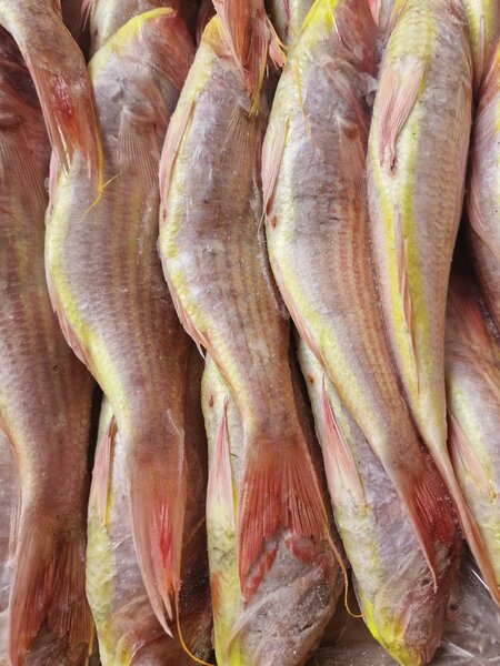 Poissons frais pour le marché