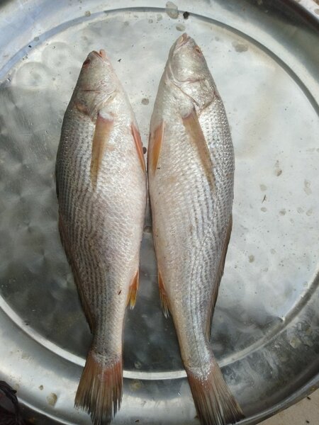 Poissons frais délicieux