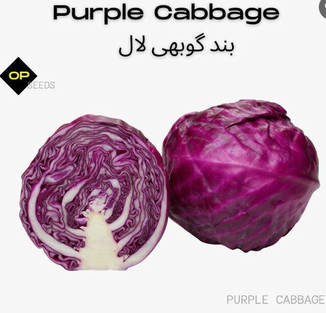 Purple Cabbage, F1 Hybrid (Red Jewel)