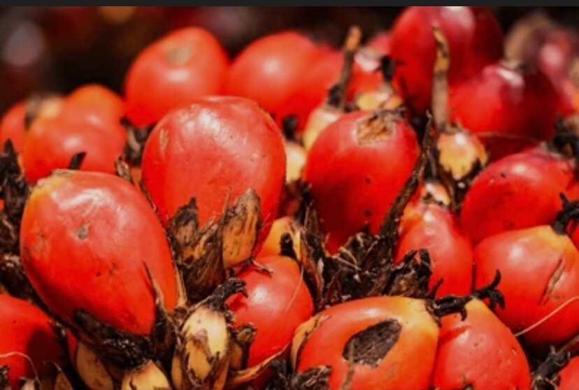 Noix de Palme Rouge Fraîche