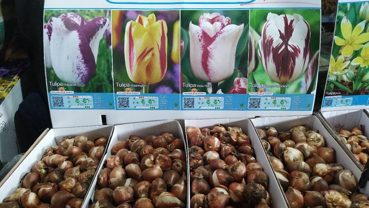 Бокаловидные тюльпаны