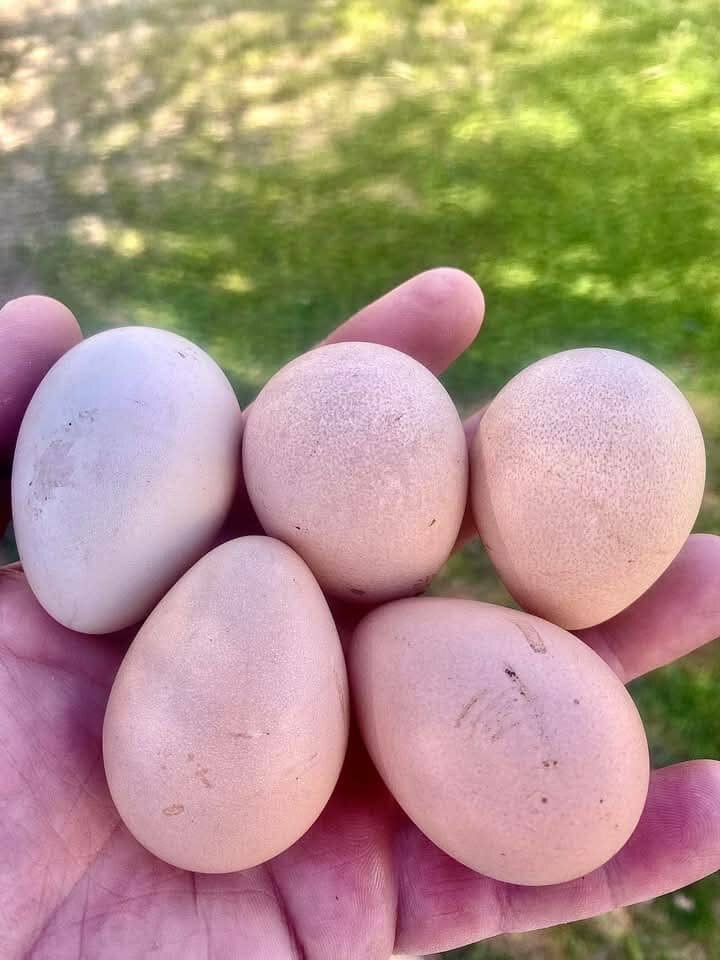 Fresh Guinea Fowl Eggs For sale