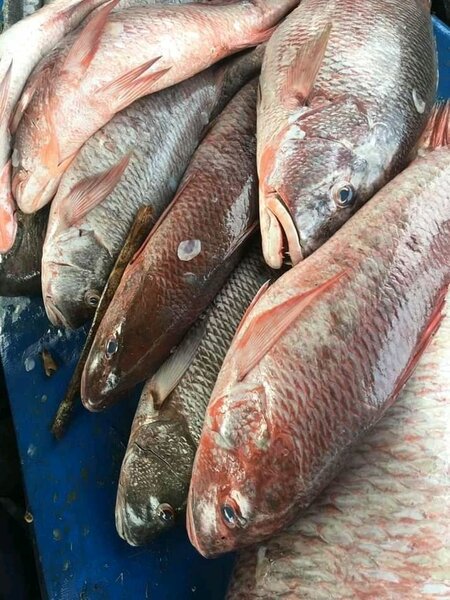 Carpe rouge eau douce kilo