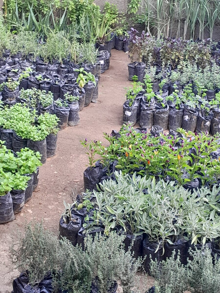 Culinary herbs and spices plants