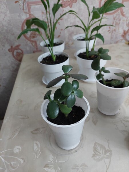 Денежное дерево/ Комнатные цветы Толстянка Спатифиллум