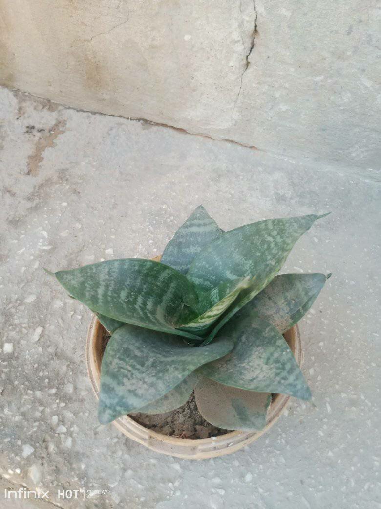 plantes vertes d'intérieur