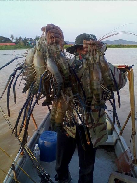 Crevettes géantes fraîches