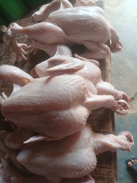 Poulets entiers frais