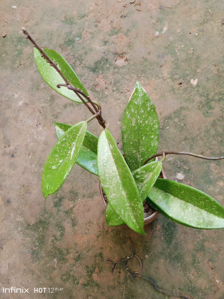 plantes vertes d'intérieur