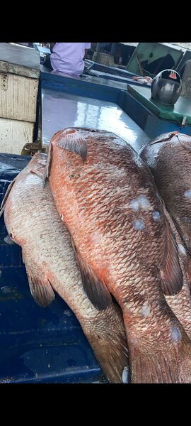 Poisson frais rouge carpe