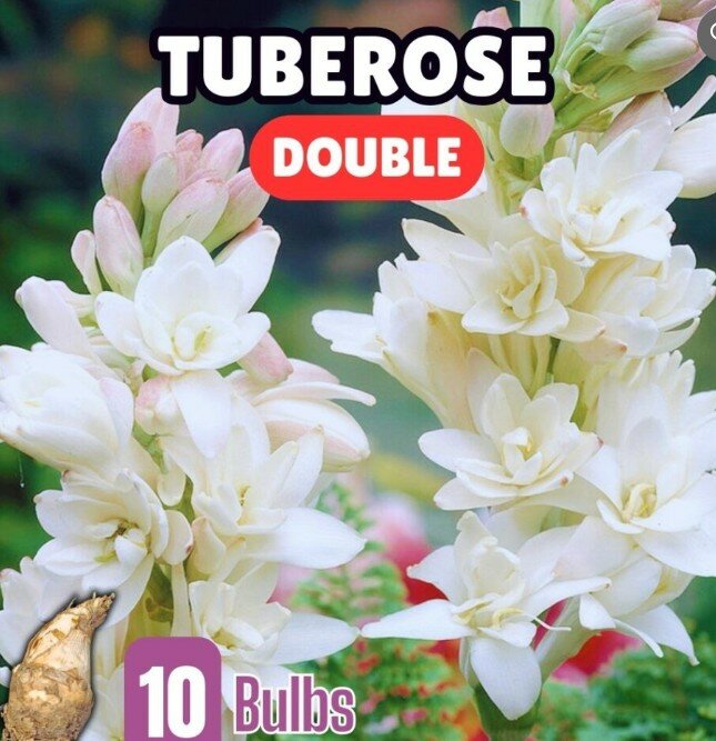 Tuberose Double – (Pack of 10 Bulbs)