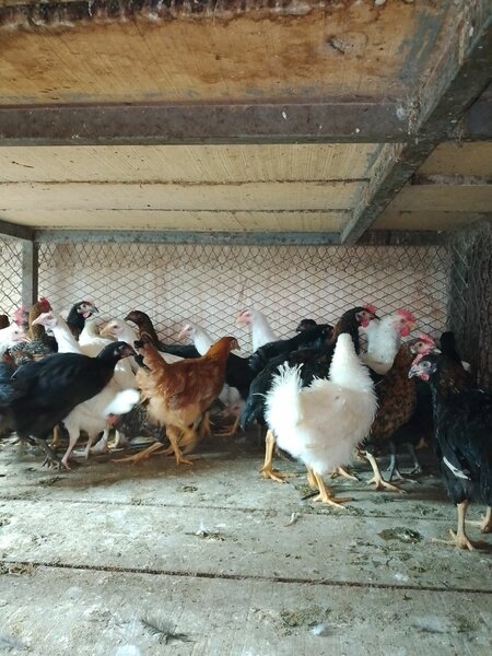 Poules pondeuses d'élevage