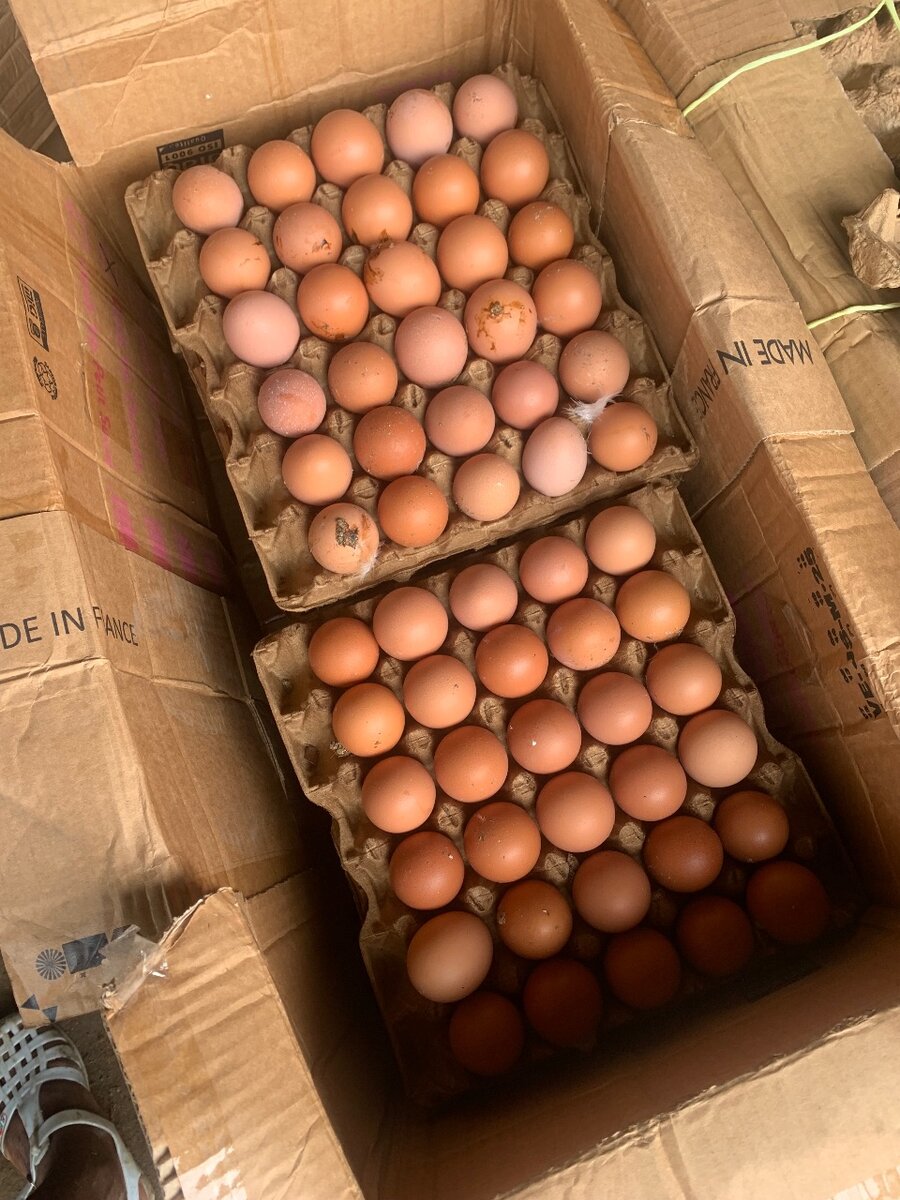 Cartons d´Oeufs de 14plaquette