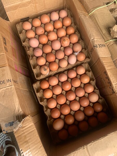 Cartons d´Oeufs de 14plaquette