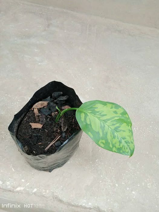 plantes vertes d'intérieur