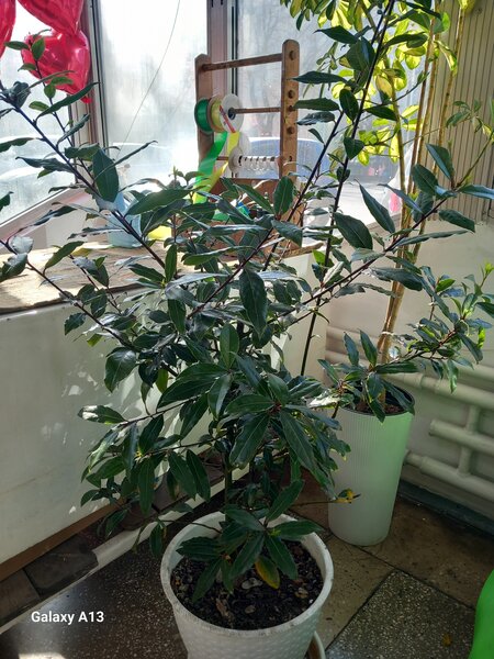 Лавровое дерево, НЕ КАПРИЗНОЕ , УСТУПКА БУДЕТ