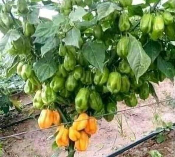 Engrais liquide Super Gro