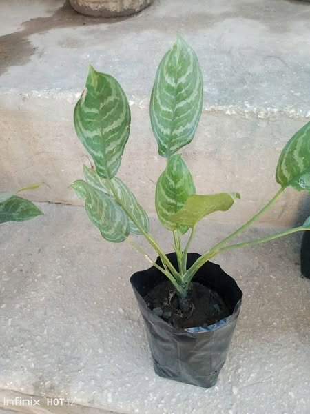 plantes vertes d'intérieur