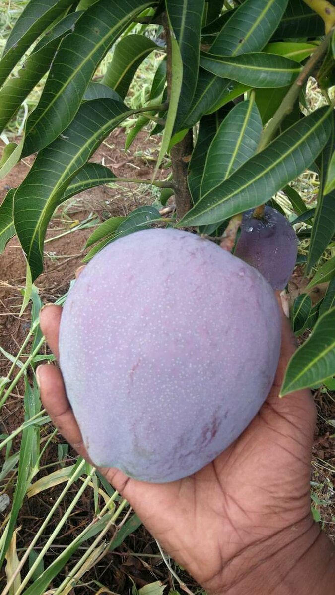 Soursop plants, granadilla, oranges, mangoes etc