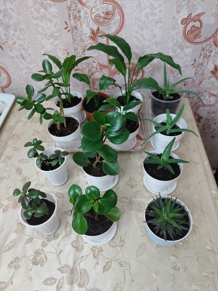 Пеперомия туполистная, Алое, Спатифиллум(женское счастье),