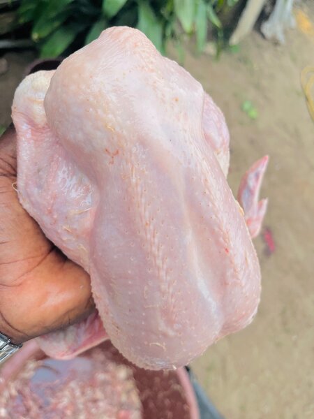 Poulets de chairs frais