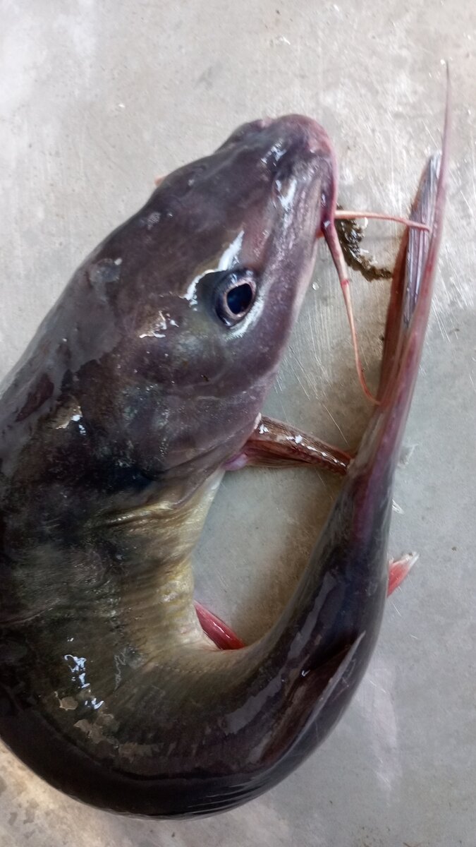 MACHOIRON D'EAU DOUCE