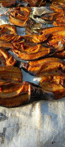 Tasty semi dry Motomoya fish