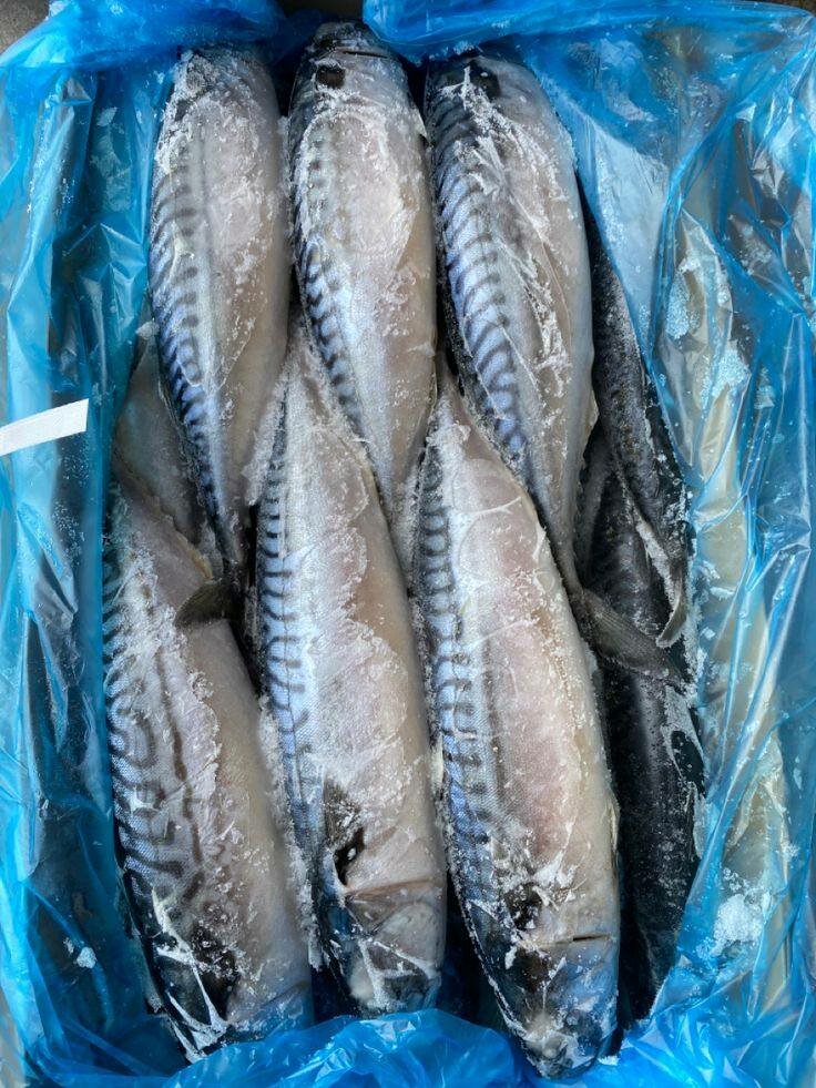 Poisson Frais Assortiment