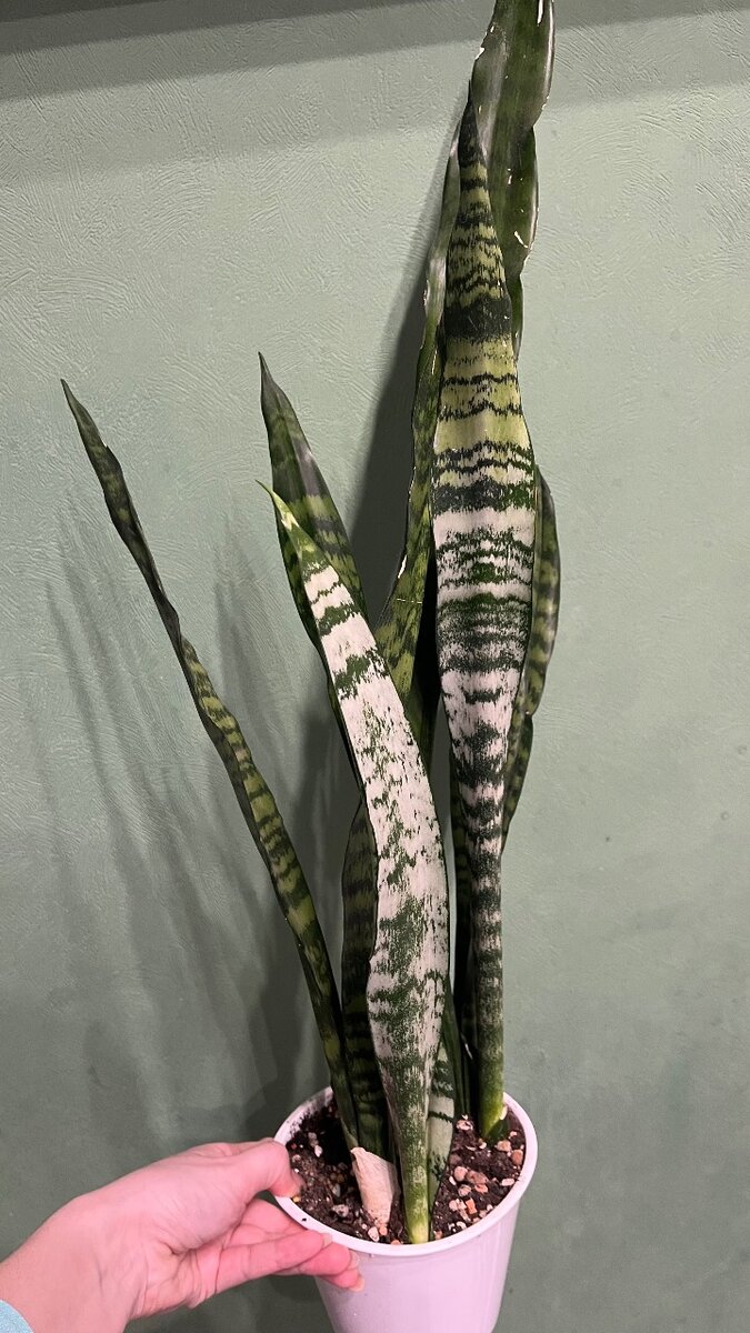 Сансиверия