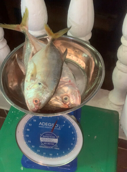 Poissons frais sur balance