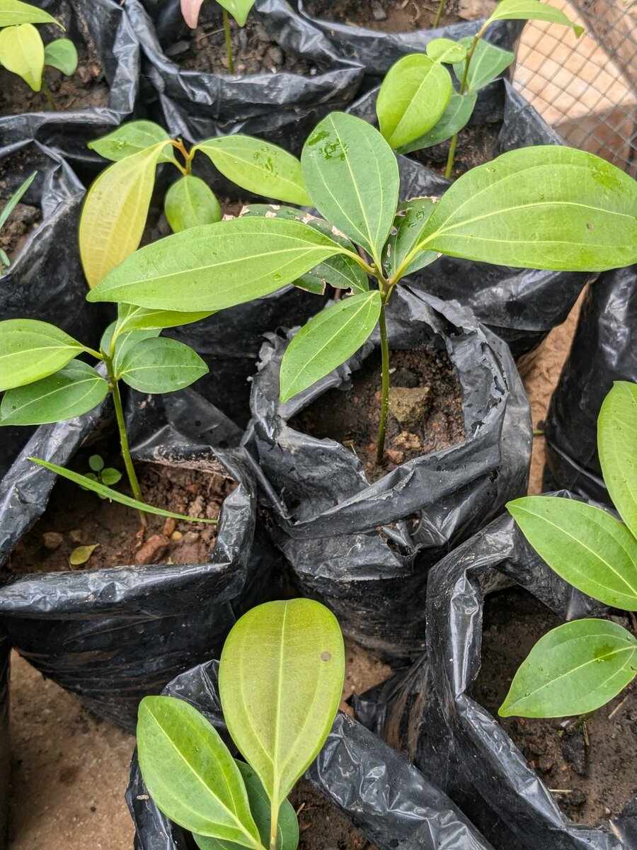 Ceylon cinnamon plant