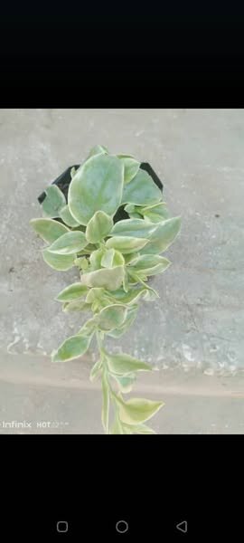 plantes vertes d'intérieur