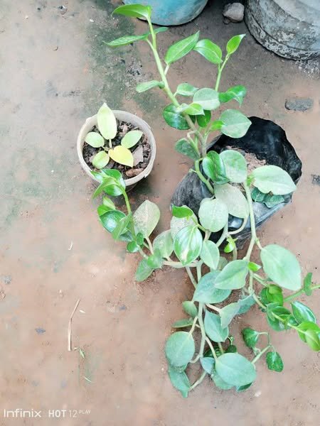 plantes vertes d'intérieur